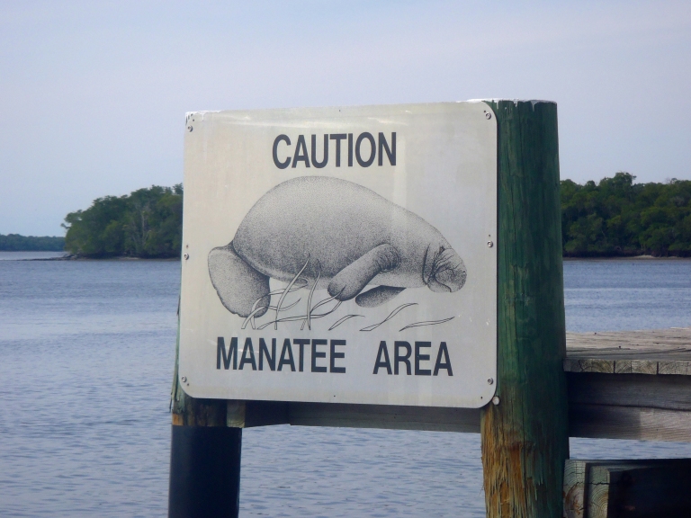 Manatee.Animal.View.Everglades.FL.2
